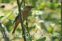 ジョウビタキ　2025.10.28