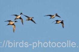 オナガガモ　2026.02.04