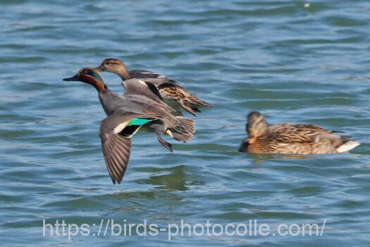 コガモ　2024.03.22