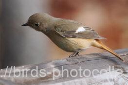 ジョウビタキ 2025.03.06