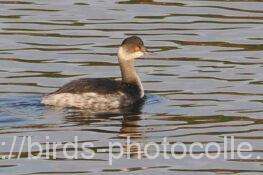 ハジロカイツブリ　2025.11.28