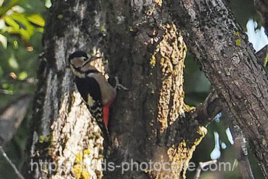 アカゲラ221105-2