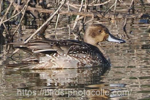 オナガガモ　2023.12.01