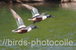 ハシビロガモ 2025.05.07