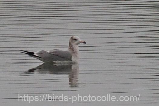 ウミネコ? 2024.10.29