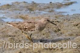 オジロトウネン　2025.09.22