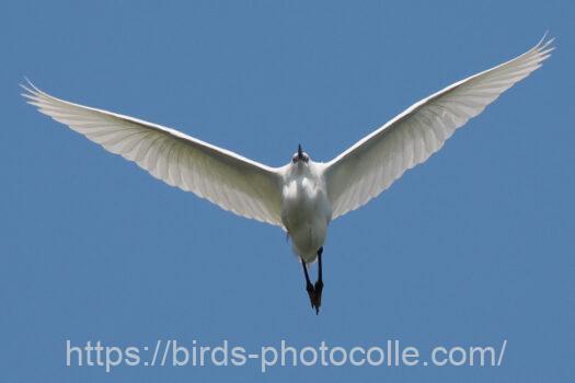 コサギ　2023.05.09