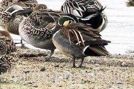 トモエガモ　2026.02.11