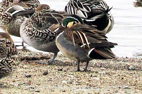 トモエガモ　2026.02.11