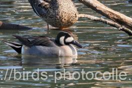 雑種 オナガガモ✖トモエガモ♂ 2025.02.15