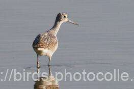 アオアシシギ　2025.11.10