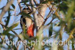 アカゲラ　2026.01.28