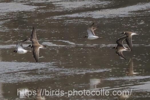 イカルチドリ221201