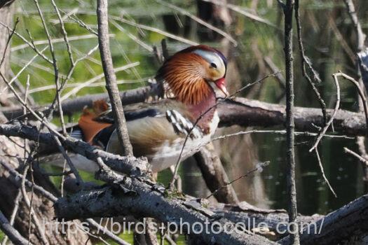 オシドリ　2024.05.15