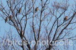 ヒレンジャク　2026.02.21