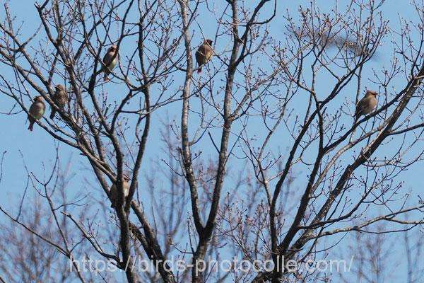 ヒレンジャク　2026.02.21