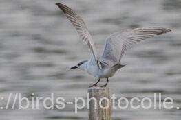 クロハラアジサシ　2025.11.19