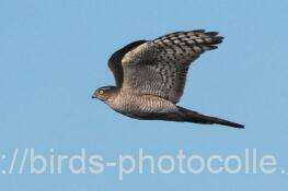 ハイタカ　2025.11.22