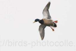 マガモ 2025.12.03