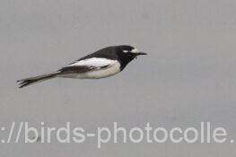 セグロセキレイ　2026.02.24