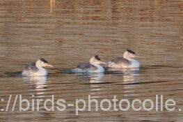 久々カンムリカイツブリ　2026.01.24