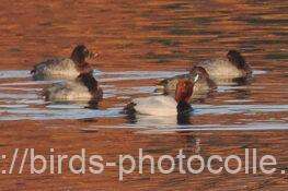 ホシハジロ　2025.12.17