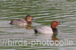 ホシハジロ　2025.10.30