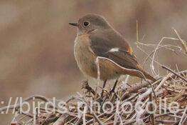 ジョウビタキ　2026.01.23