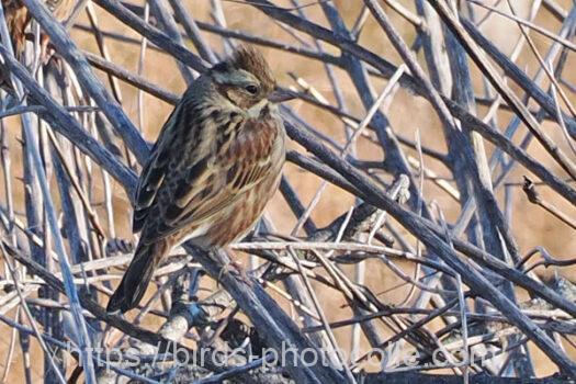 カシラダカ　2023.12.04