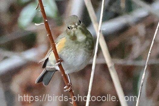 ルリビタキ230224