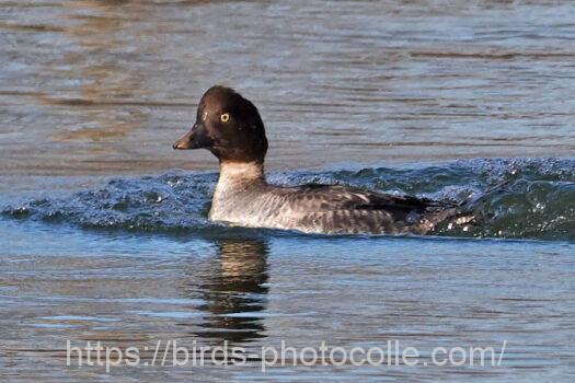 ホオジロガモ　2025.01.22