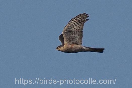 ハイタカ　2024.03.15