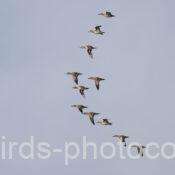 トモエガモ11羽　2025.11.17