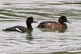 冠羽が無い・目先の白・背に波状斑　スズガモ　2025.10.25