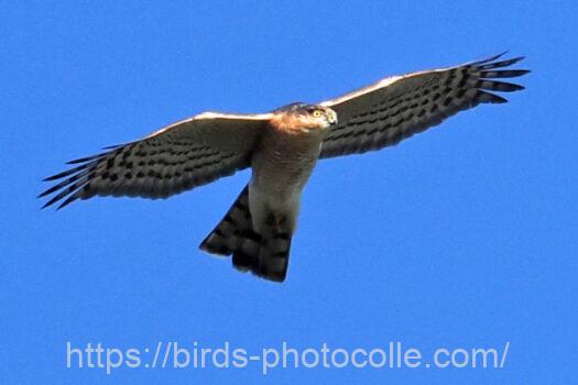 ハイタカ　2025.02.24