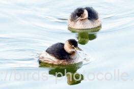 カイツブリ　2026.02.09