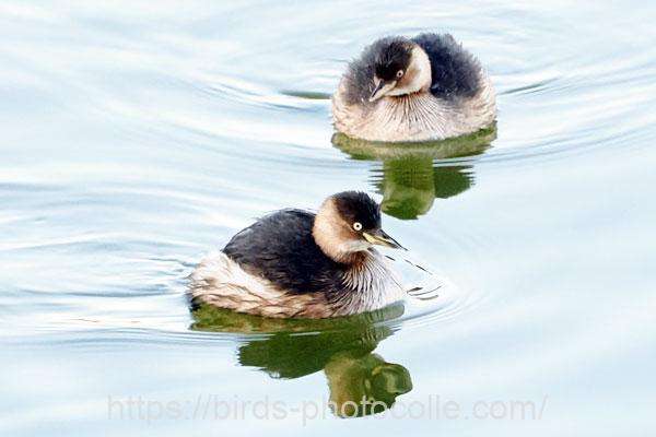 カイツブリ　2026.02.09