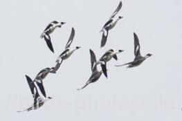 ミコアイサ　2025.12.24