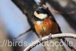 ヤマガラ　2026.03.11