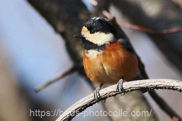 ヤマガラ　2026.03.11