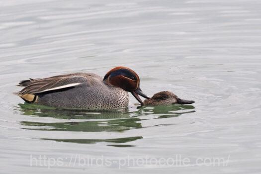 コガモ　2024.03.28