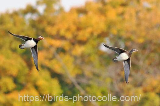 オシドリ　2024.12.05