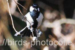 シジュウカラ　2026.02.02