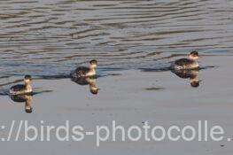 ハジロカイツブリ　2025.12.02