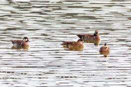 今日は4羽　トモエガモ　2026.01.29