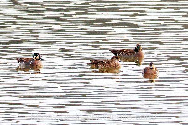 今日は4羽 トモエガモ 2026.01.29
