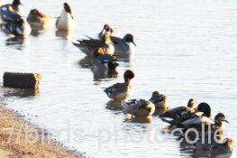 画像のどこかにトモエガモ　2026.01.22