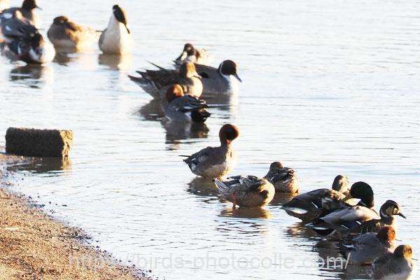 トモエガモ　2026.01.22