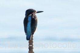 カワセミ　2025.11.20