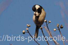 シジュウカラ　2026.01.19